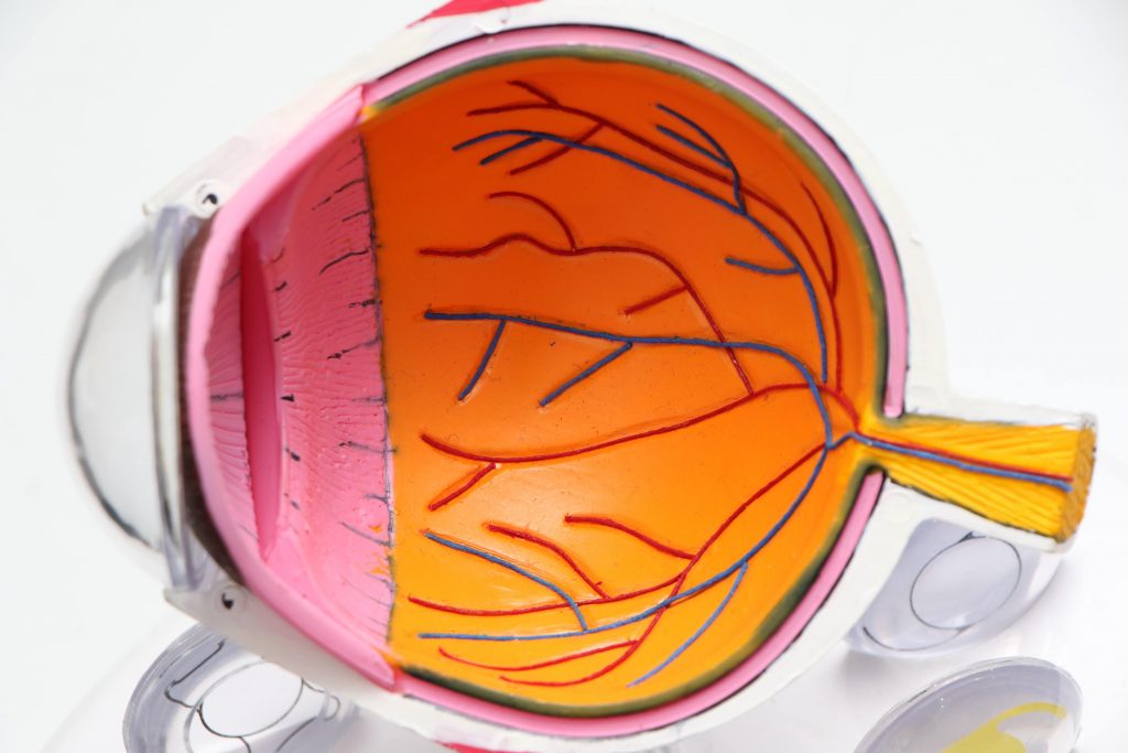 the anatomy of an eyeball